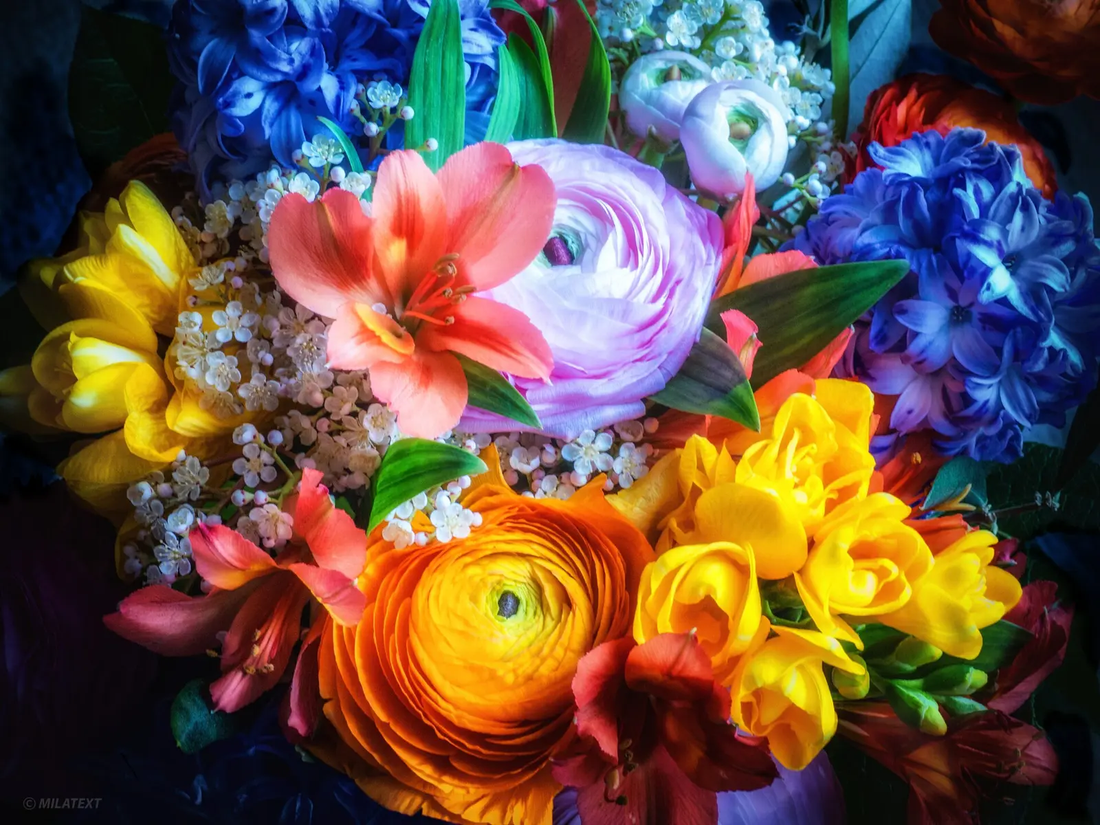 Un bouquet de printemps : renoncules, tulipes, freesias et jacinthes